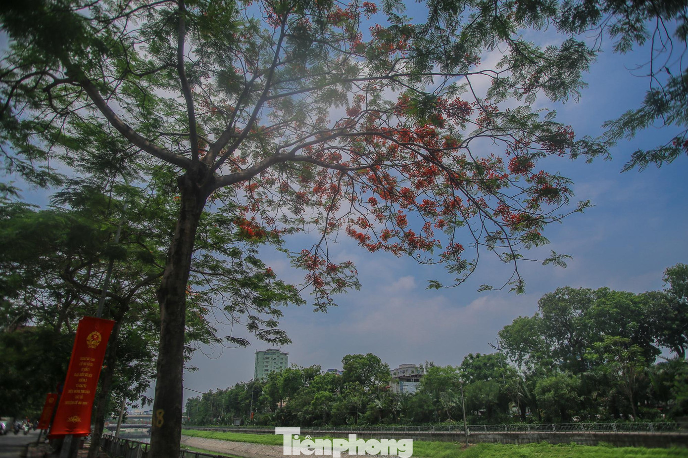 Tại Việt Nam, cây phượng được người Pháp du nhập vào trồng vào những năm cuối thế kỷ 19 tại các thành phố lớn, dần dần, loài hoa này được trồng khắp các tỉnh từ Bắc tới Nam trên các vỉa hè, sân trường.