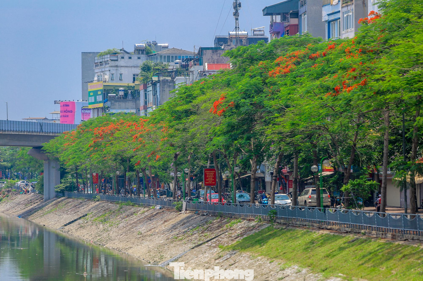 Nói đến loài phượng vĩ là nhắc đến ngay Hải Phòng, nhưng Hà Nội cũng rất rực rỡ với loài hoa này trong tháng 5.