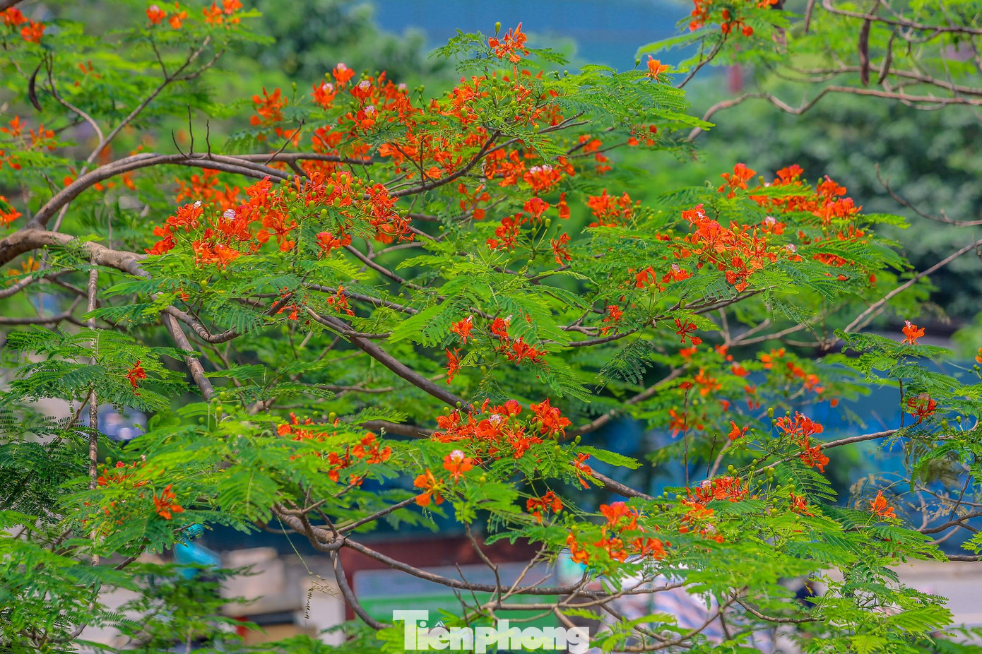 Tháng 5, phượng nở rộ, màu đỏ đậm nhưng sang tháng 6, màu phương nhạt hơn và bắt đầu rụng hoa.