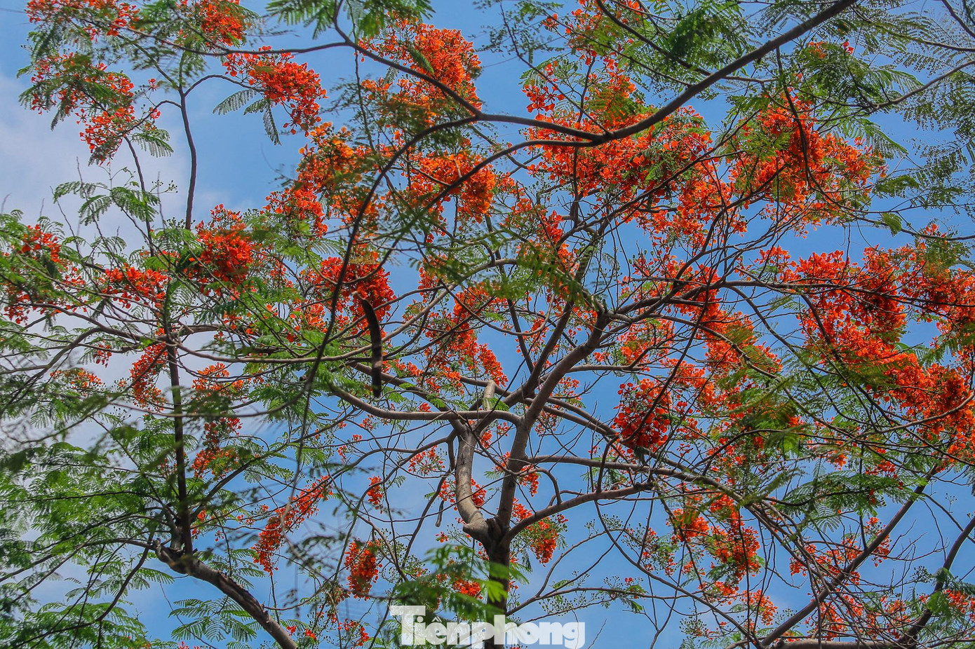 Góc phố, khoảng trời như rực lửa với màu đỏ của loài hoa này.