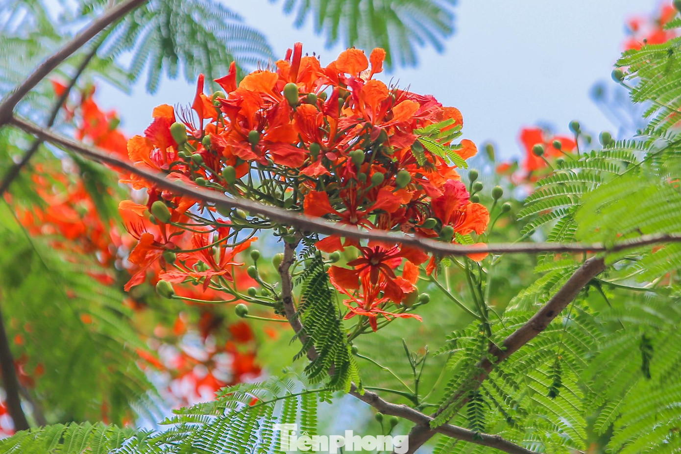 Thời tiết Hà Nội bắt đầu những đợt nắng nóng gay gắt cũng là lúc hoa phượng đua nở từng chùm.