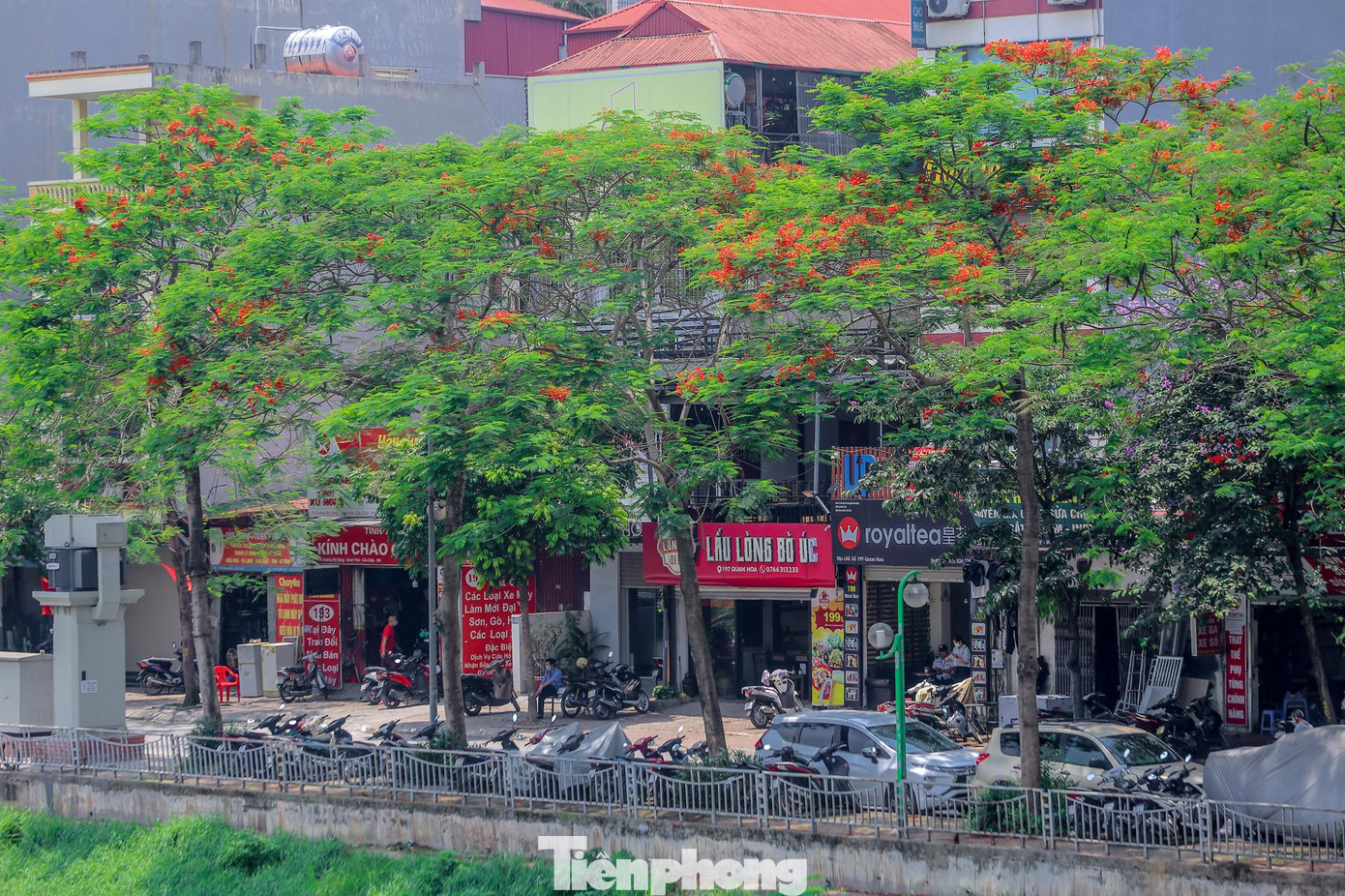 Mùa hoa phượng thường kéo dài trong vòng 1 tháng.