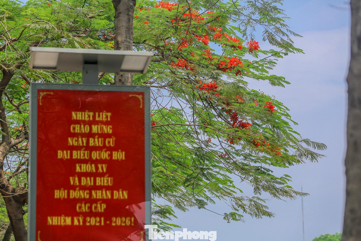 Đi qua các con phố Hà Nội, người dân không khó để bắt gặp những "đốm lửa" đang nở rộ báo hiệu mùa hè về.