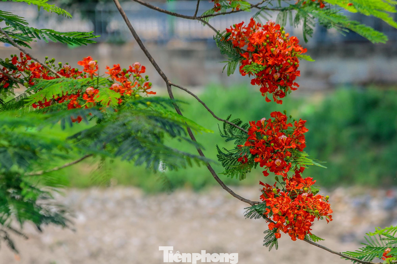 Sắc màu đỏ thẳm của hoa phượng khiến những người dân thủ đô xao xuyến khi nhớ về một thời tuổi học sinh cắp sách tới trường đã qua.