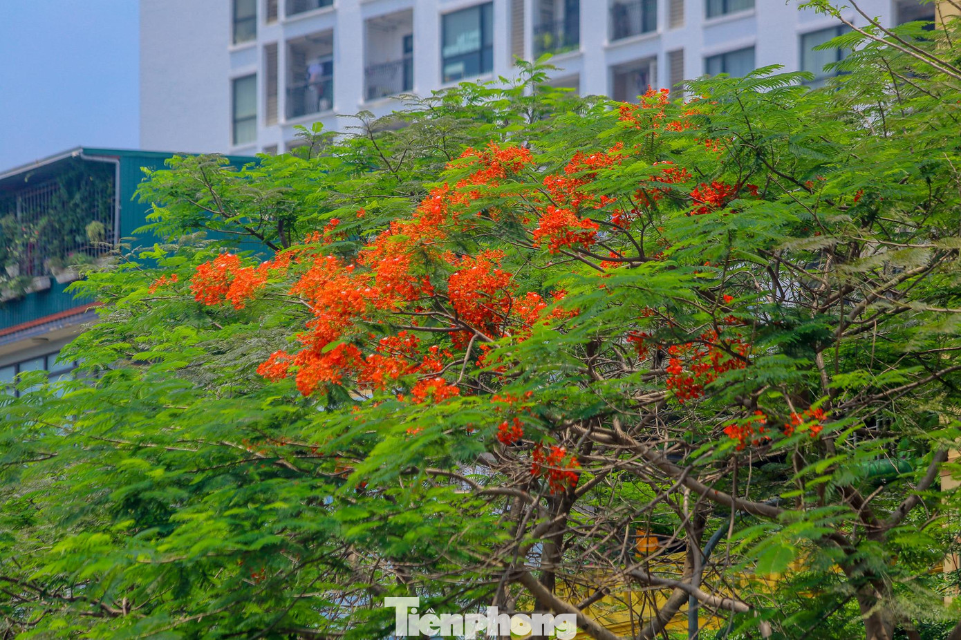 Phượng vĩ ở Hà Nội được trồng rất nhiều, đặc biệt trên các phố như Láng, Quan Hoa, Thanh Niên, quanh hồ Tây, hồ Trúc Bạch...