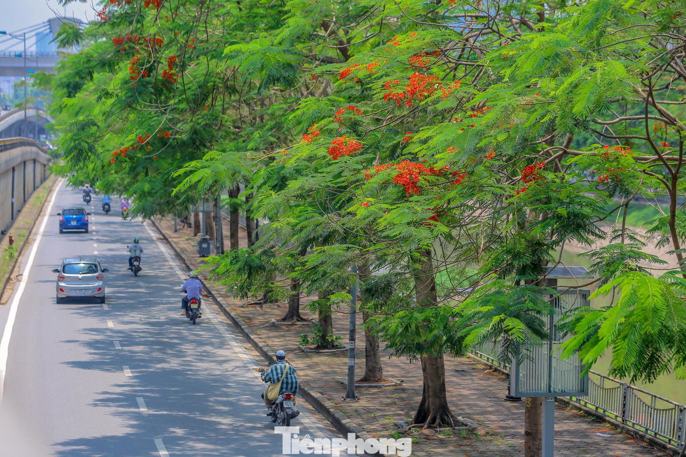 Phượng cao lớn, tán lá toả rộng làm bóng mát cho những người đi đường.