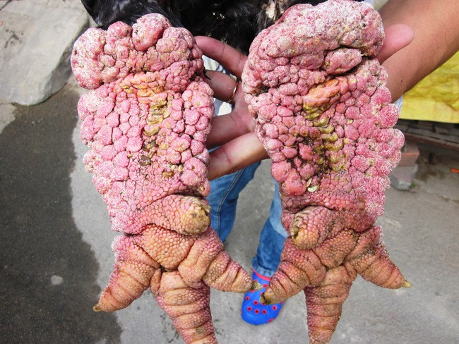 Vẻ sần sùi ở phía sau của đôi chân gà trống. Đây là loại gà ngày xưa dùng để tiến vua nên quý hiếm, thịt thơm ngon không lẫn với bất kỳ loại gà nào và thường được ưa chuộng mạnh trong dịp Tết