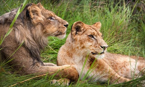 Kinh ngạc, chị em sư tử đánh nhau trong đầm lầy ảnh 3