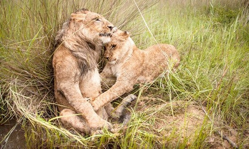 Kinh ngạc, chị em sư tử đánh nhau trong đầm lầy ảnh 4