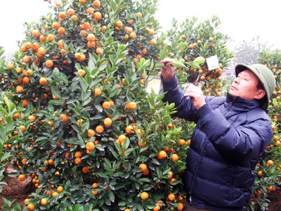 Dù rét kéo dài nhưng quất vẫn cho quả và giá cao. Dù rét kéo dài nhưng quất vẫn cho quả và giá cao