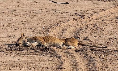 Sư tử cái gầy trơ xương bị voi con đè nghiến dưới đất ảnh 1