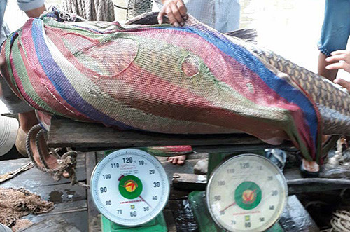 Cá hô hơn 125 kg mắc lưới ngư dân trên sông Tiền ảnh 1