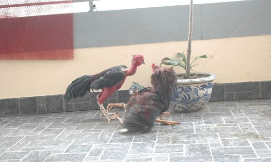 Cận cảnh sơn kê 4 chân kịch chiến với gà chọi ở Hà Nội ảnh 5