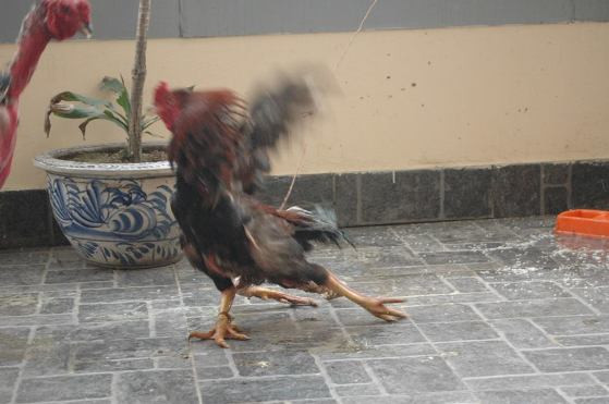 Cận cảnh sơn kê 4 chân kịch chiến với gà chọi ở Hà Nội ảnh 6