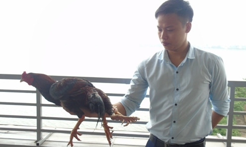 Cận cảnh sơn kê 4 chân kịch chiến với gà chọi ở Hà Nội ảnh 2