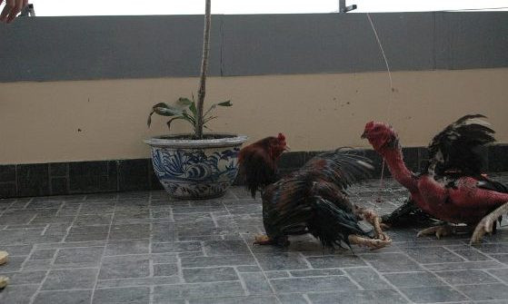 Cận cảnh sơn kê 4 chân kịch chiến với gà chọi ở Hà Nội ảnh 7