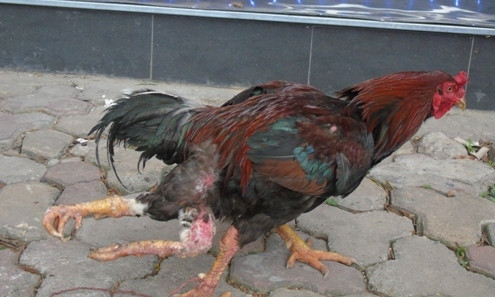 Cận cảnh sơn kê 4 chân kịch chiến với gà chọi ở Hà Nội ảnh 3