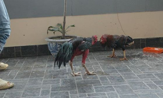Cận cảnh sơn kê 4 chân kịch chiến với gà chọi ở Hà Nội ảnh 4