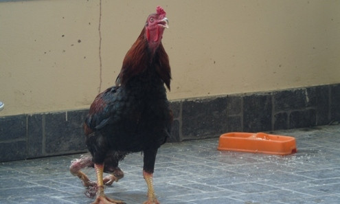 Cận cảnh sơn kê 4 chân kịch chiến với gà chọi ở Hà Nội ảnh 1