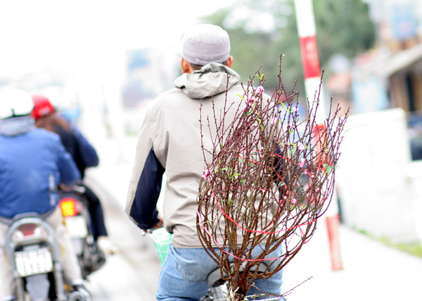 Chở tết về nhà