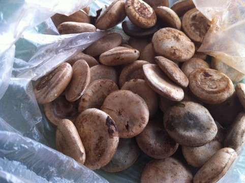 Hạt mã tiền tươi (Ảnh: Internet)