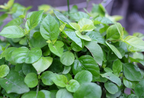 cac-loai-rau-khong-can-cham-van-lon-nhu-thoi