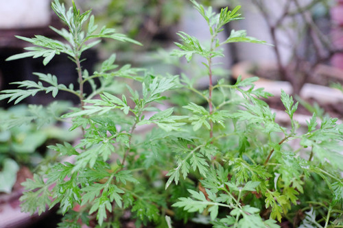 cac-loai-rau-khong-can-cham-van-lon-nhu-thoi-1