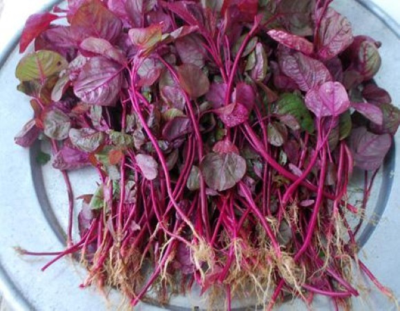 Công dụng cực quý của rau dền đỏ cho sức khoẻ ảnh 1