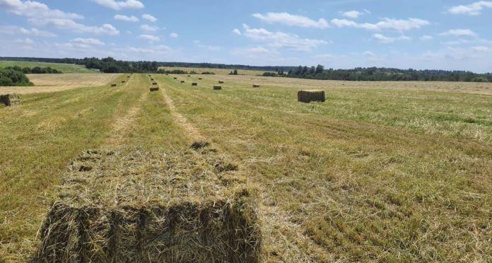 Cánh đồng cỏ của TH tại Moscow Cánh đồng cỏ của TH tại Moscow