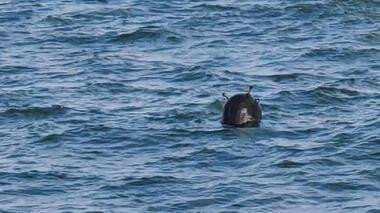 Vật thể giống thuỷ lôi được phát hiện gần Eo biển Bosphorus. Ảnh: Twitter Vật thể giống thuỷ lôi được phát hiện gần Eo biển Bosphorus. Ảnh: Twitter