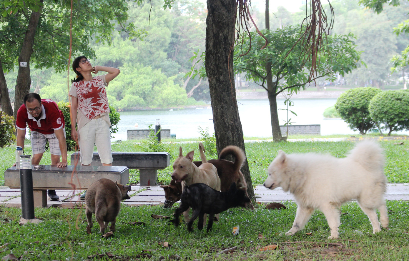 Hà Nội: Chó dữ không rọ mõm thả rông nhan nhản trong mùa dại ảnh 1