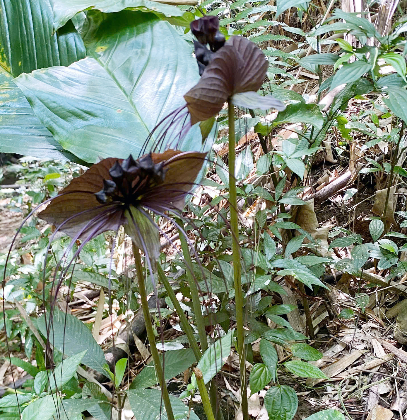 Hoa dơi đen được phát hiện ở rừng đặc dụng Sốp Cộp. Hoa dơi đen được phát hiện ở rừng đặc dụng Sốp Cộp.