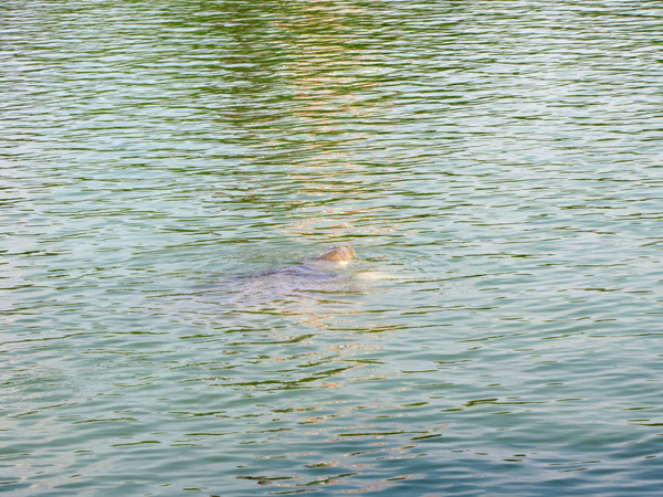 Cụ rùa nổi chiều nay, 10 - 10. Ảnh: Lãng Phong. 