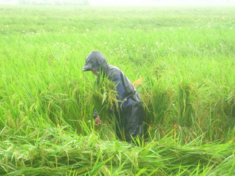 Nông dân xã Hồng Đức (Ninh Giang) buộc lúa mùa bị đổ.