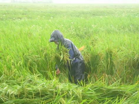 Nông dân xã Hồng Đức (Ninh Giang) buộc lúa mùa bị đổ.