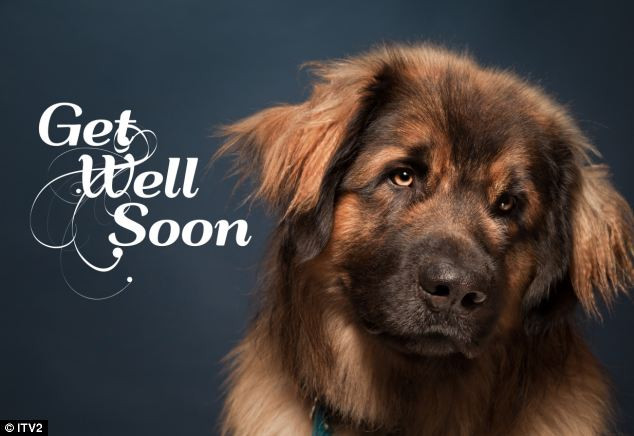 Trông Simba có vẻ rất suy tư