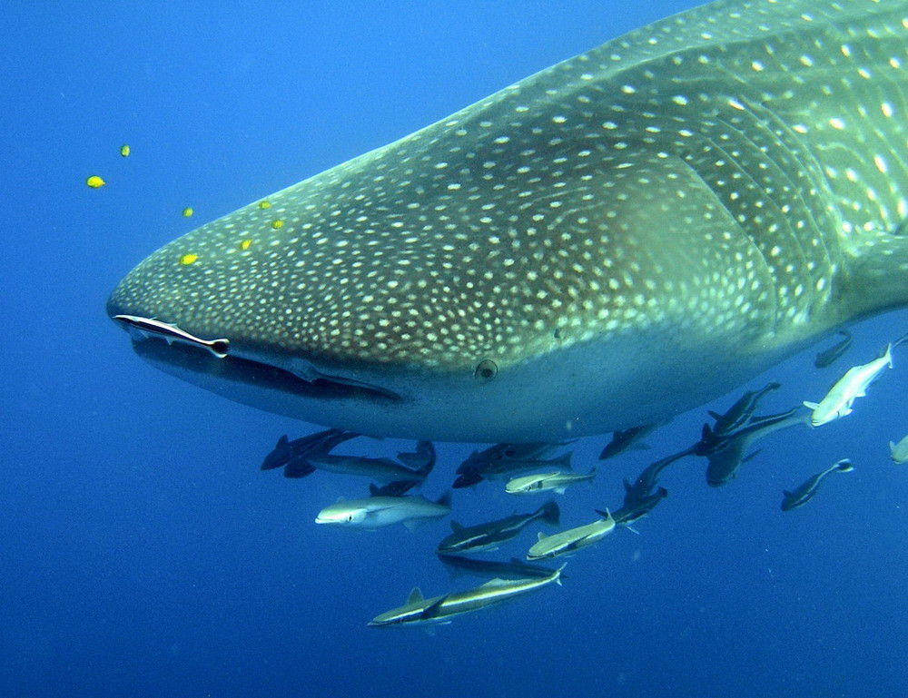  Tuy to lớn như vậy nhưng chúng lại là một loài cá hoàn toàn vô hại với con người