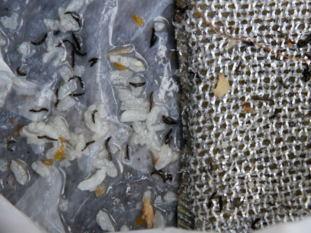 "Sinh vật lạ" lúc nhúc bò ra từ miếng rửa chén. "Sinh vật lạ" lúc nhúc bò ra từ miếng rửa chén.