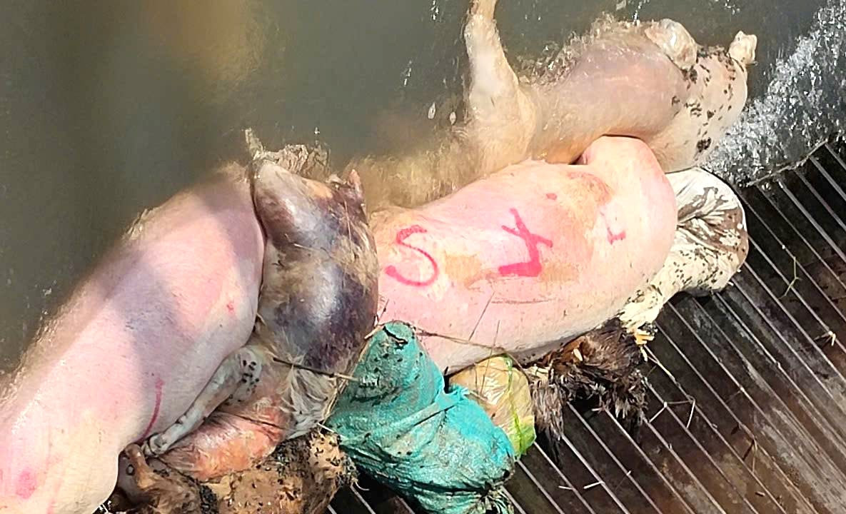 Heo chết có gắn mã số Heo chết có gắn mã số