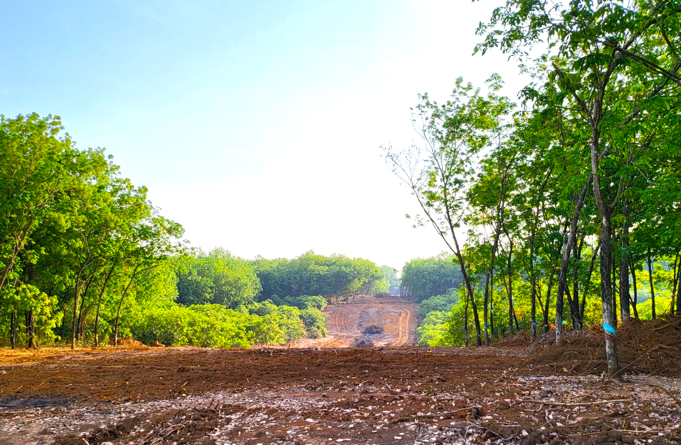 Đường ven sông Bé phần lớn diện tích thu hồi là đất trồng cây Đường ven sông Bé phần lớn diện tích thu hồi là đất trồng cây