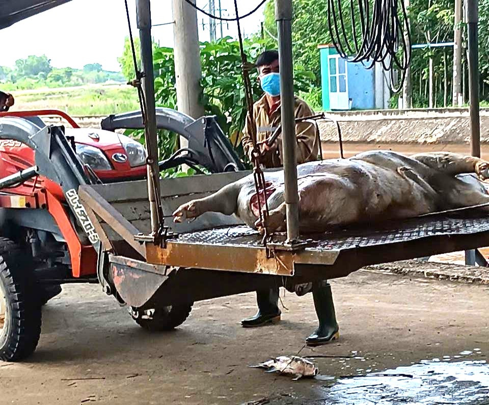 Heo chết được đưa đi khử trùng và tiêu hủy Heo chết được đưa đi khử trùng và tiêu hủy