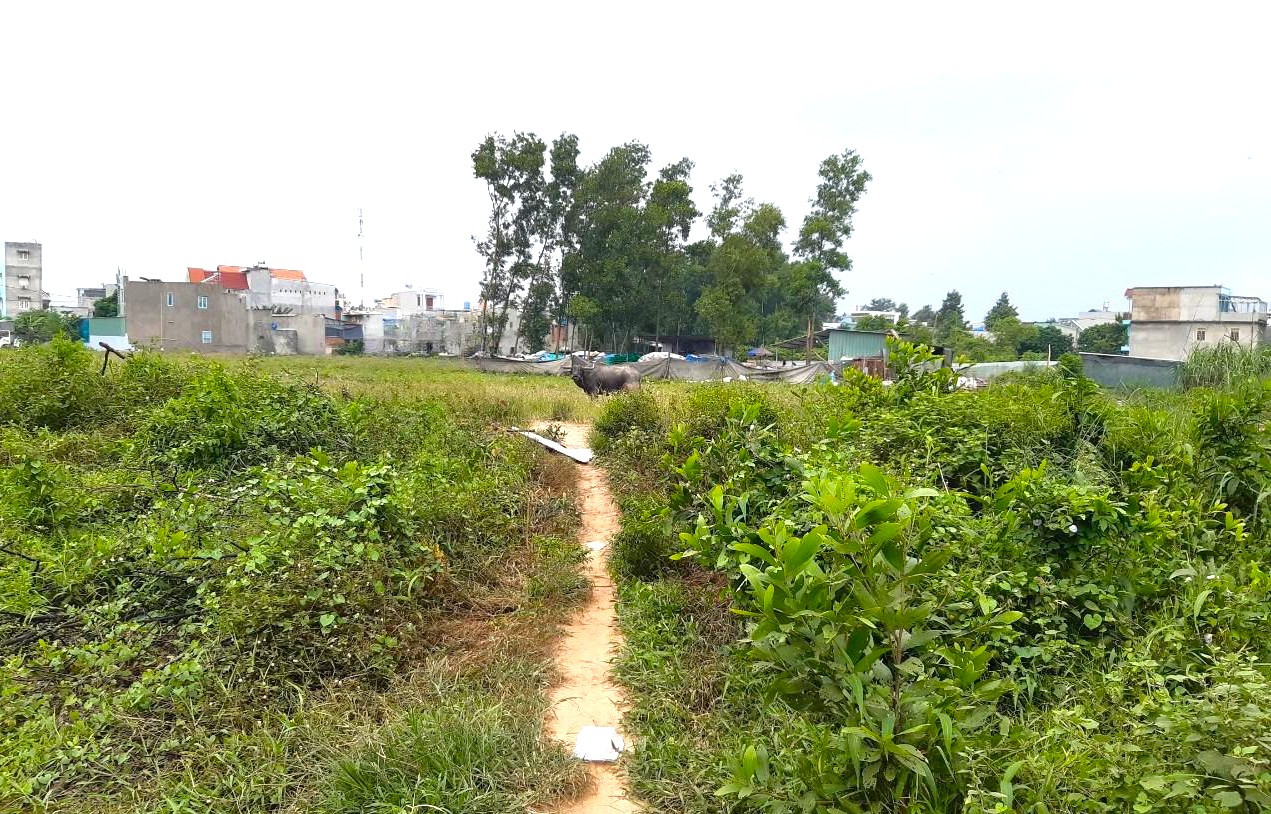 Trong khu vực dự án, ngoài hàng trăm căn nhà không phép được xây dựng, còn lại là đất trống, cỏ mọc um lùm