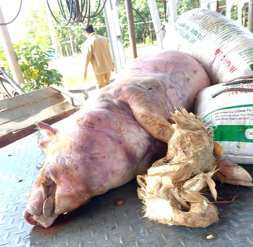 Heo chết được trục vớt lên Heo chết được trục vớt lên
