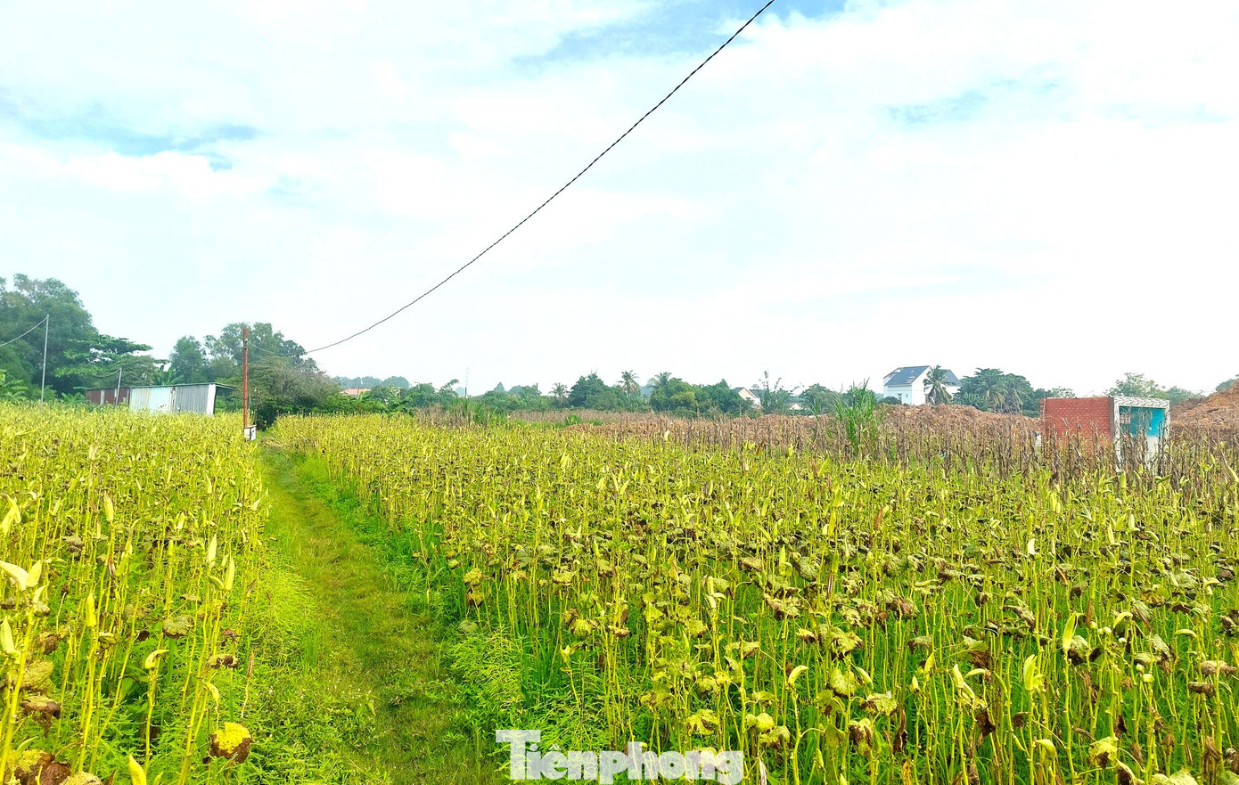 Trong giai đoạn 1, có 36 hộ bị thu hồi đất với diện tích canh tác từ 1.500m2 đến hơn 3.000m2. Trong giai đoạn 1, có 36 hộ bị thu hồi đất với diện tích canh tác từ 1.500m2 đến hơn 3.000m2.