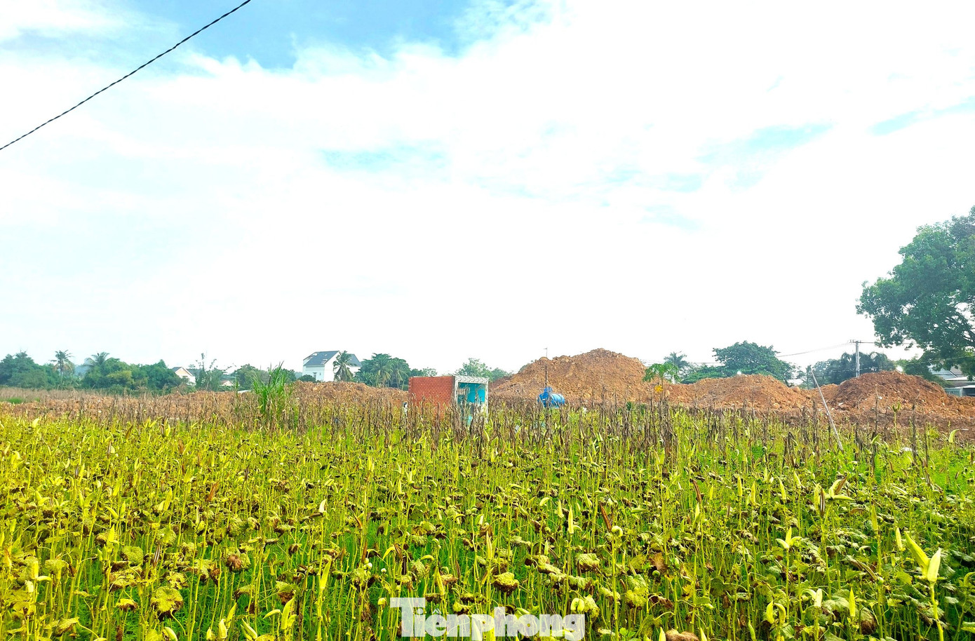 Chia sẻ với phóng viên, các hộ dân nằm trong diện đất được thu hồi để triển khai dự án cho biết, nhiều gia đình đã sinh sống, canh tác liên tục suốt gần 50 năm. Do là đất công nên cơ quan chức năng không bồi thường quyền sử dụng đất, chỉ hỗ trợ hoa màu với mỗi mét vuông hoa màu được hỗ trợ chưa tới 8 nghìn đồng. Chia sẻ với phóng viên, các hộ dân nằm trong diện đất được thu hồi để triển khai dự án cho biết, nhiều gia đình đã sinh sống, canh tác liên tục suốt gần 50 năm. Do là đất công nên cơ quan chức năng không bồi thường quyền sử dụng đất, chỉ hỗ trợ hoa màu với mỗi mét vuông hoa màu được hỗ trợ chưa tới 8 nghìn đồng.