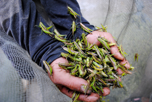 Châu chấu nhỏ được chế biến thành các món nhậu yêu thích ở Hà Nội. Ảnh: Duy Ngợi