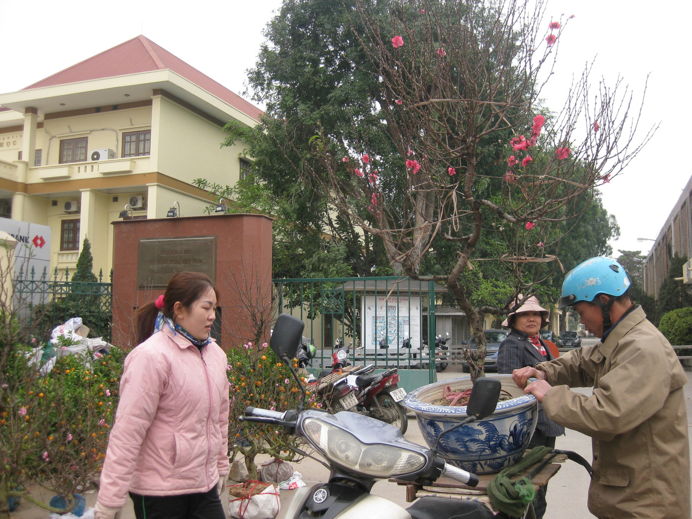 Đào và quất hôm nay giá 