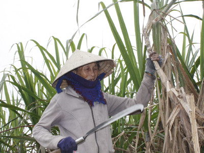 Phụ nữ lớn tuổi người H’rê cũng tham gia đội ngũ làm thuê