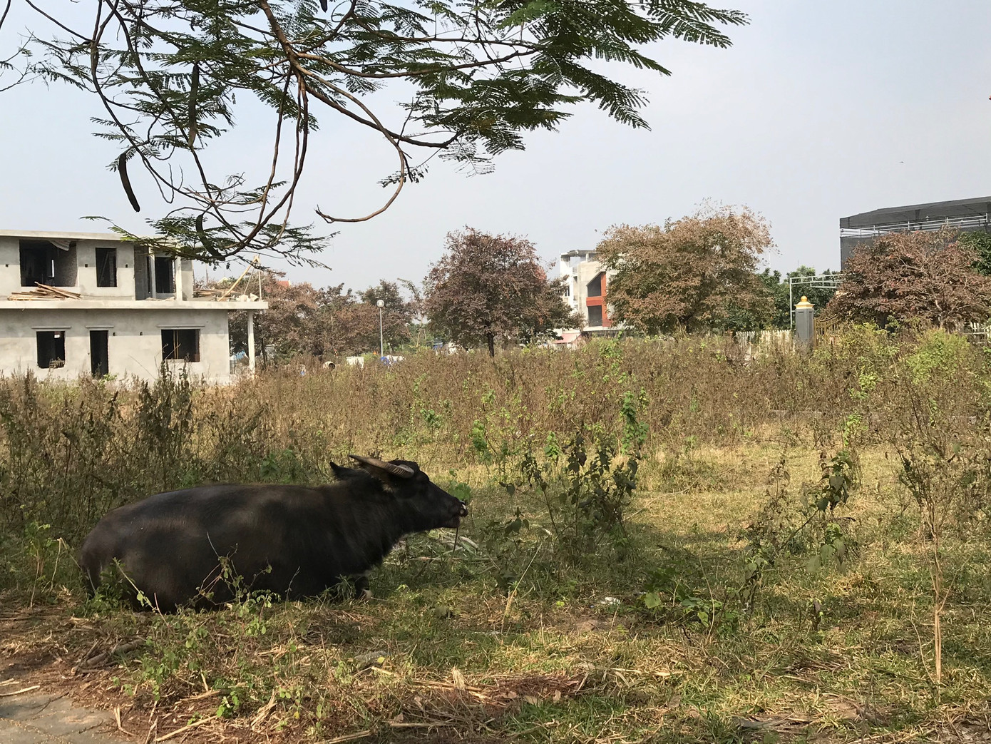 Loạn thị trường bất động sản: Thủ phạm là dự án phân lô bán nền? ảnh 2