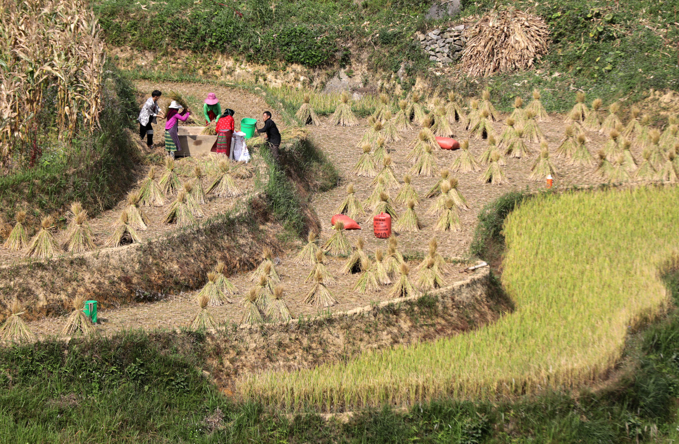 Mùa thu, Thèn Pả gây ấn tượng với những thửa ruộng bậc thang vàng óng đang chờ được thu hoạch. Bản làng còn ngập tràn trong sắc tím hồng của những cánh đồng hoa tam giác mạch trải dài tít tắp nơi chân đồi. Những bông hoa tam giác mạch nhỏ li ti, rung rinh trong gió.